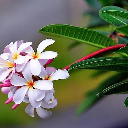 Gasthuis Relax Palace *